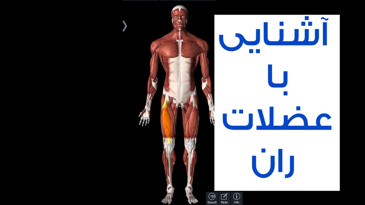 آشنایی با عضلات چهارسر ران quadriceps