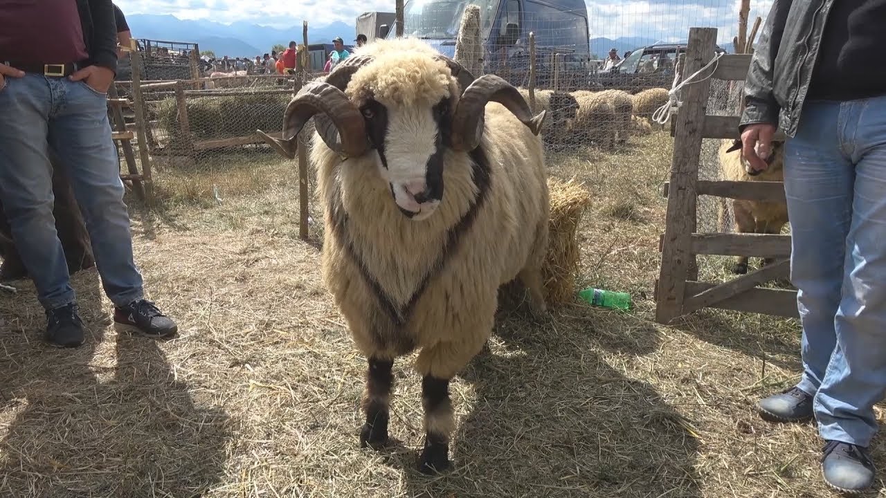 Targul de berbeci si mioare -  Hateg, Hunedoara Merita vazut !!!