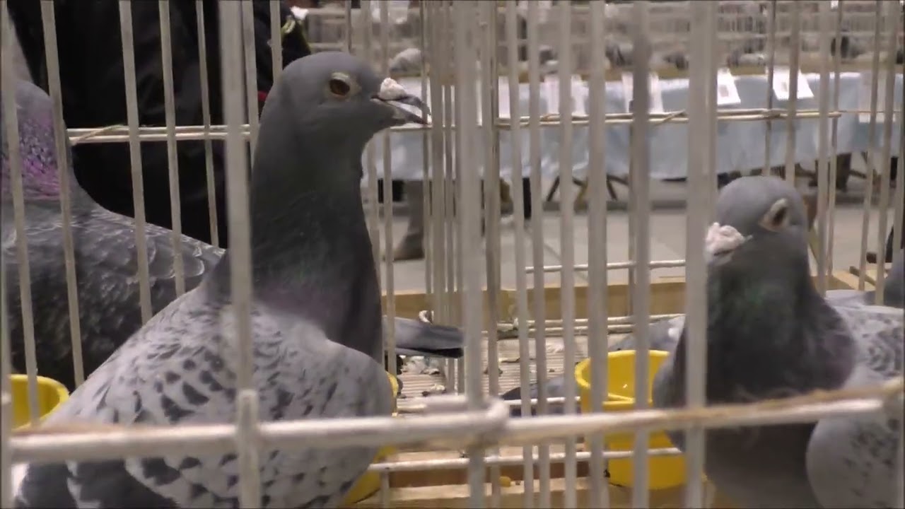 Wystawa ogólnopolska 2026 klasa standard samce Mierzwa Jerzy Mierzwa Jerzy tel  663 946 141