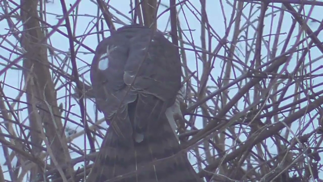 .I"m from Ukraine. Яструб взимку.