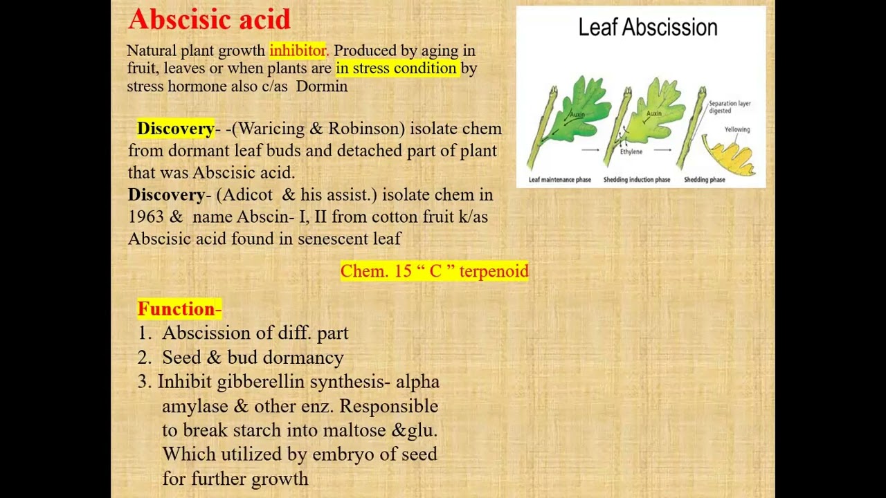 4  Abscisic acid