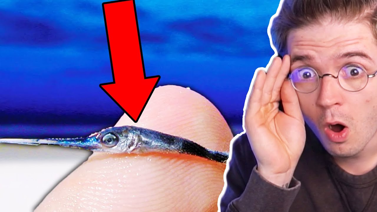 TATO RYBA BUDE VÁŽIT PŘES 500KG!! (Reddit reakce)