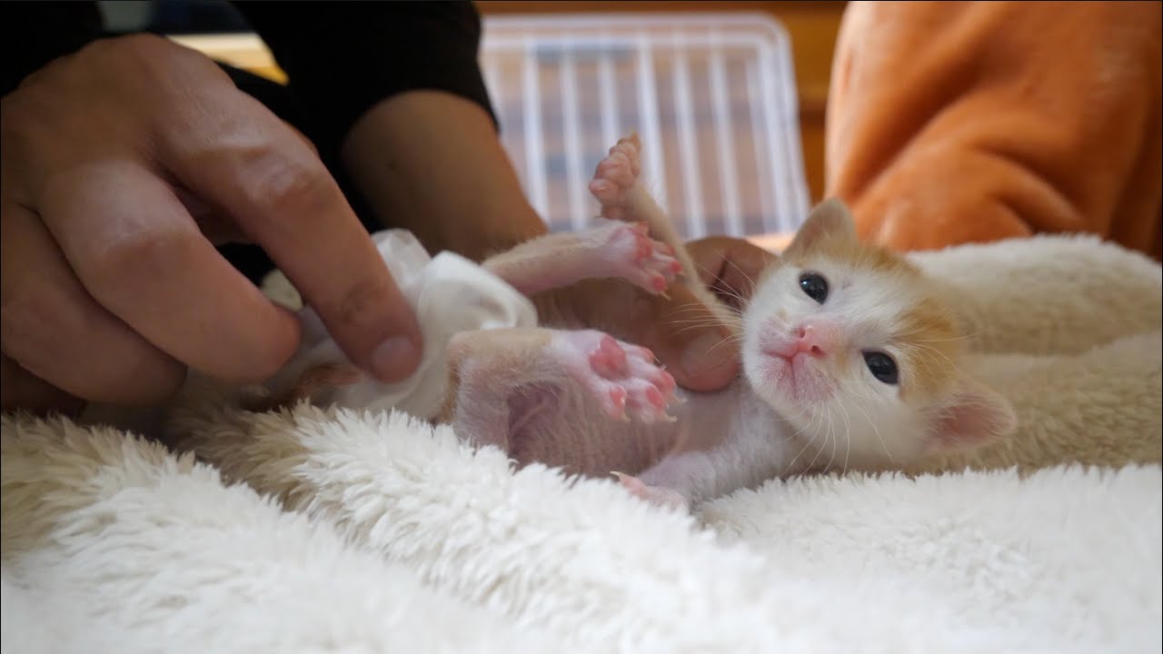 【子猫】仰向けになってトイレをする姿が可愛すぎた