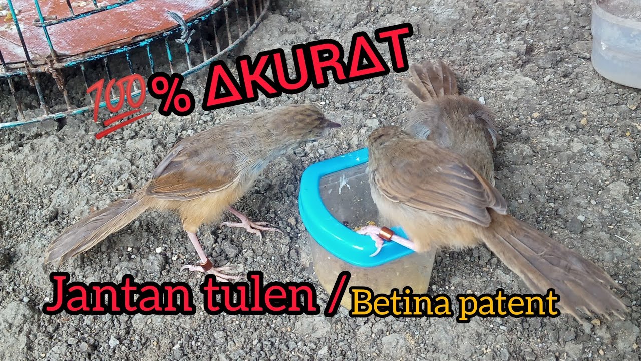 Cara Membedakan Cigun Jantan Dan Betina