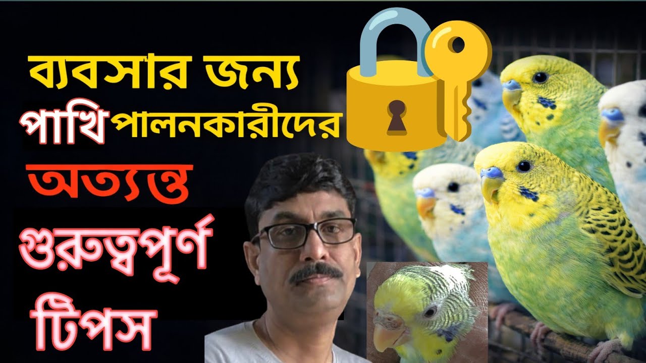 ব্যবসার জন্য পাখি পালনকারীদের অত্যন্ত গুরুত্বপূর্ণ টিপস@birdsloverambika593 #birds #exoticbird #yt