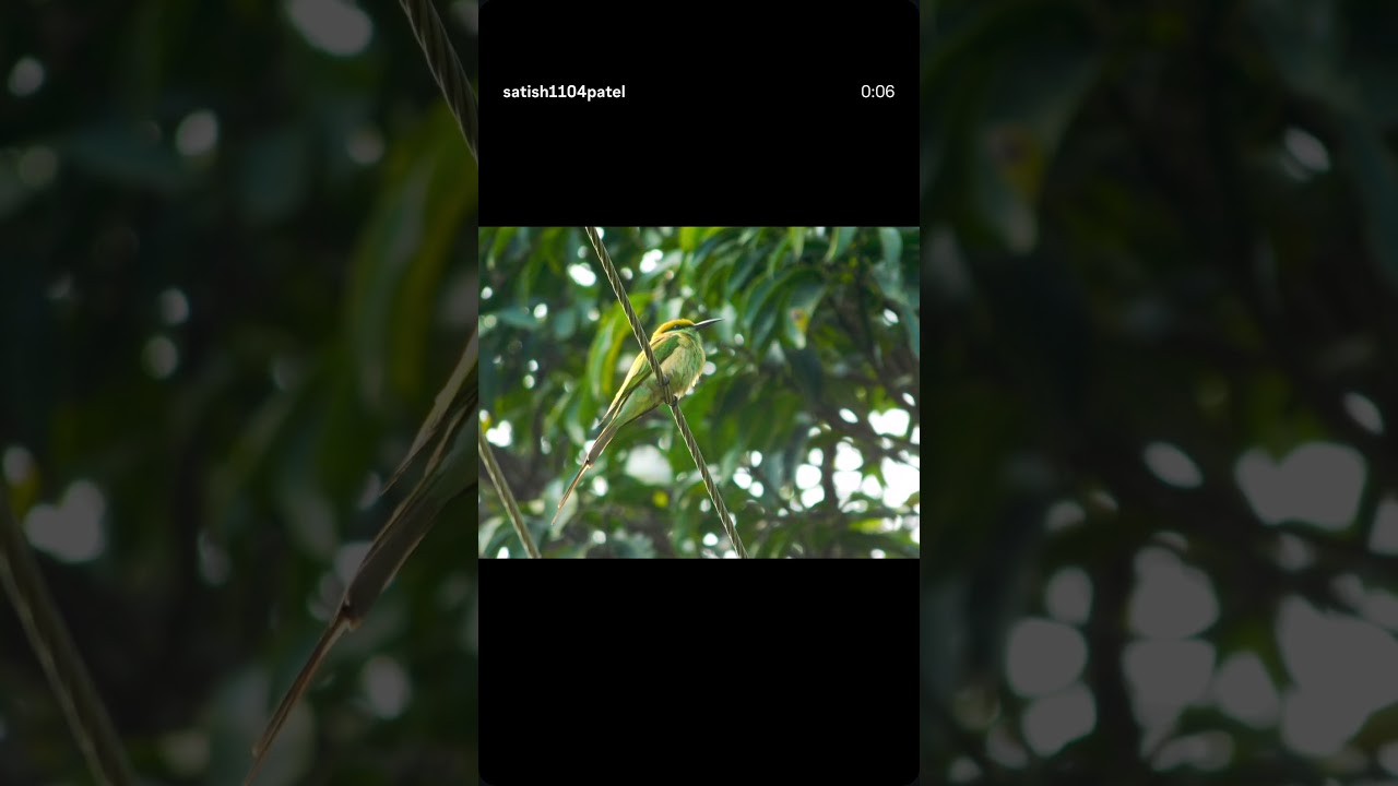 #asiangreenbeeeater #beeeater #birdswatching #nature #nikonphotography #birdsofasia #capture #viral