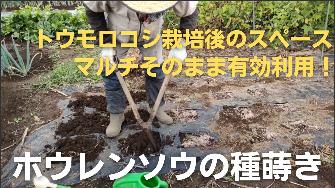 ホウレンソウの種蒔き【トウモロコシ栽培後のスペースを利用しました】2022年10月8日