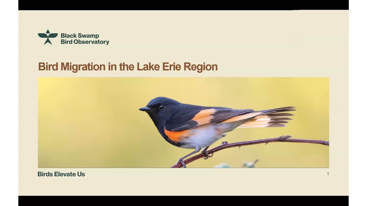 Bird Chat: Lake Erie Birding  & Black Swamp Bird Observatory
