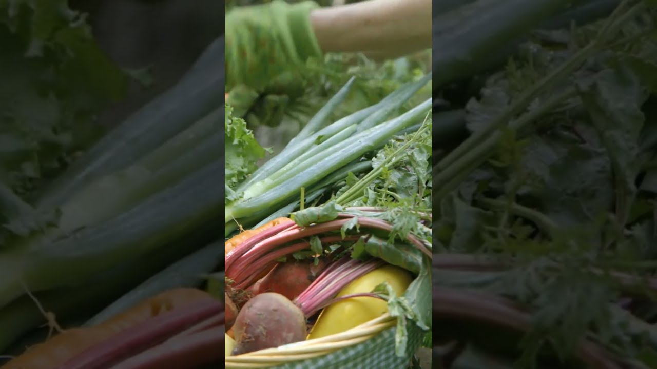 Elicitori: cosa sono e come usarli nei trattamenti biologici!