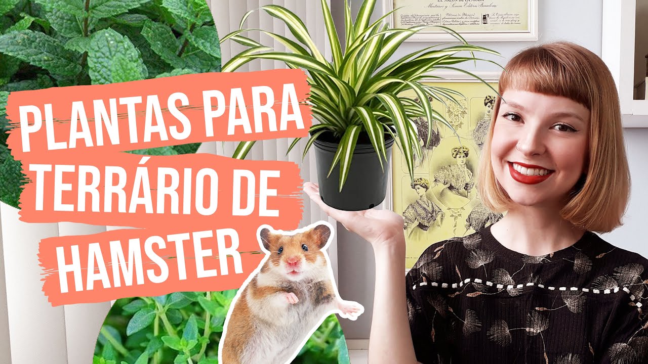 Plantas e ervas seguras para terrário de hamster 🌱🐹