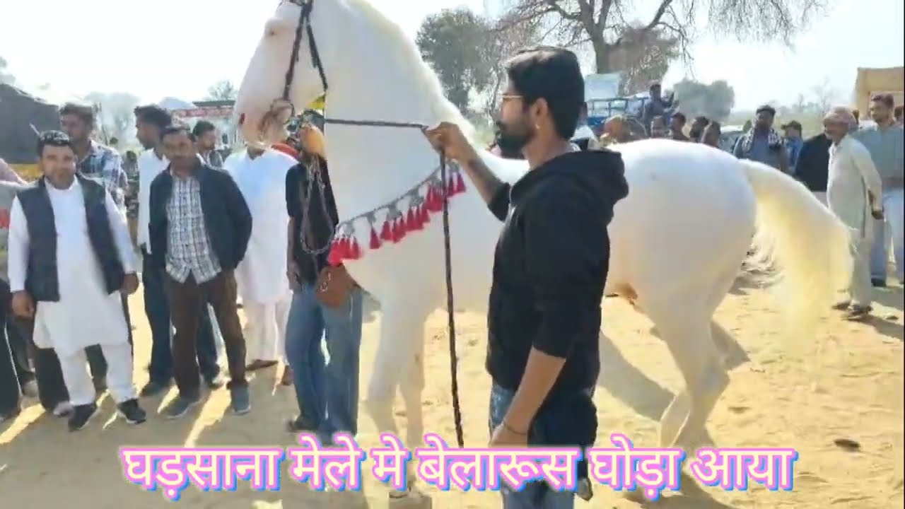 घड़साना मेले मे बेलारूस घोड़ा पंहुचा #घोड़ी #भैंस #गये #बकरी 