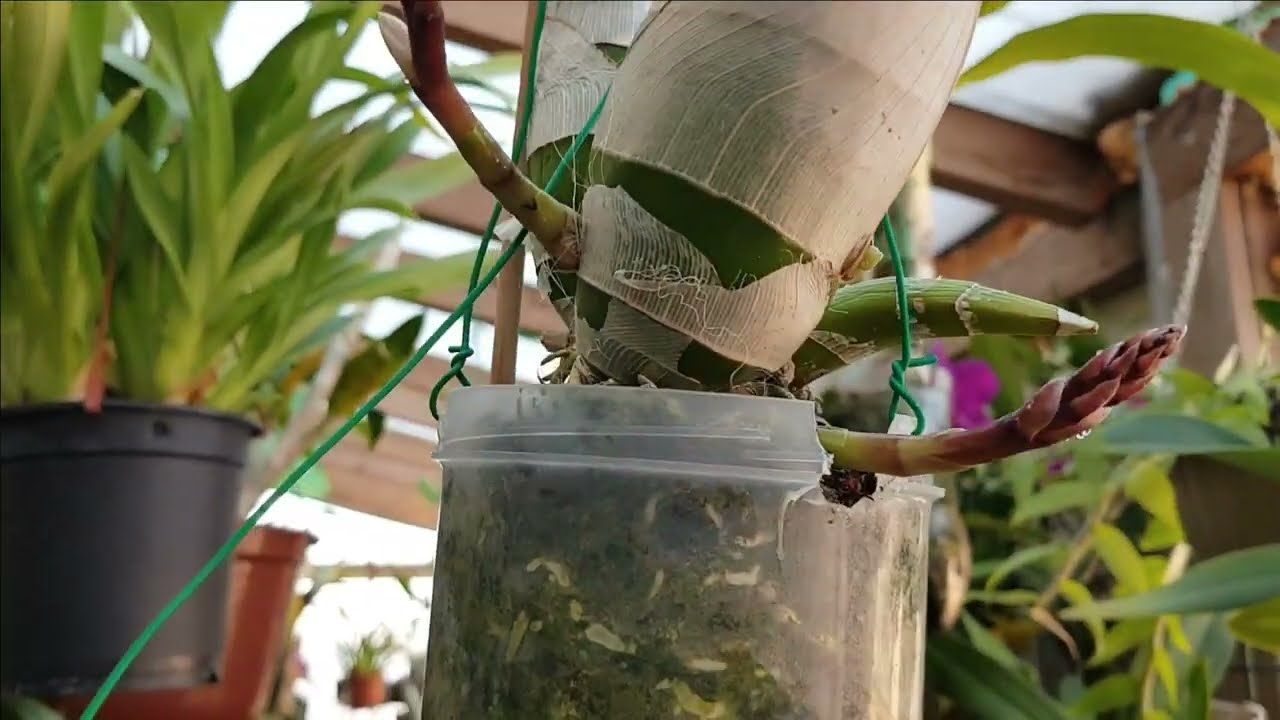Orquidea Negra Paso A Paso Proceso de floracion y su cultivo.