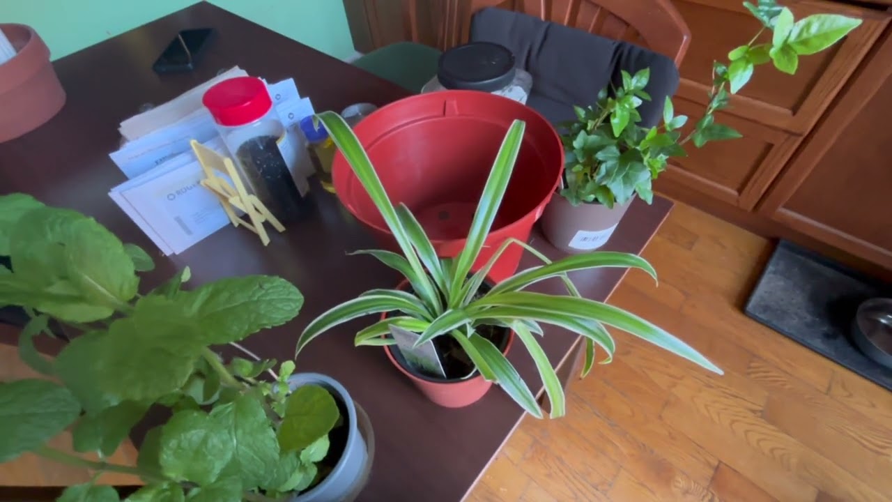 Small plant haul