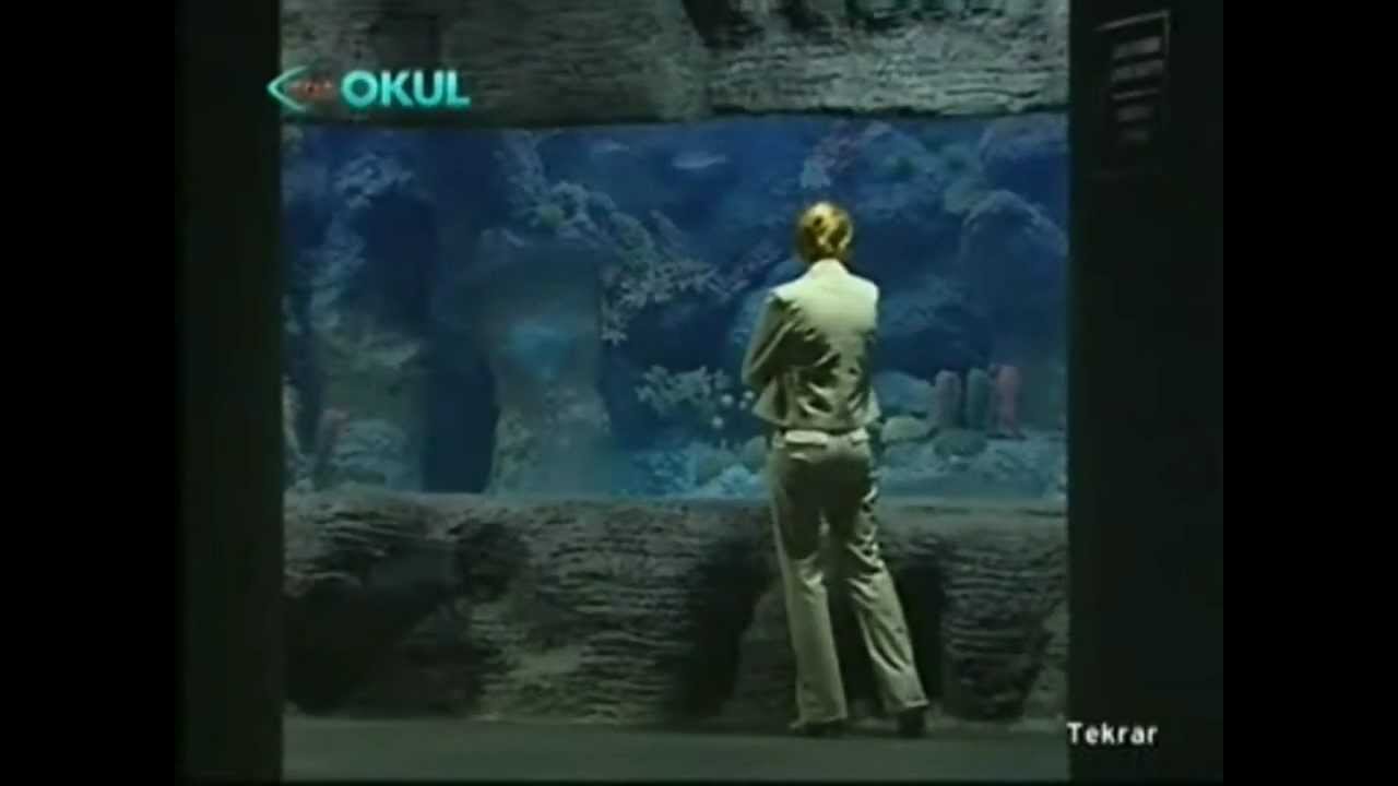 NATA VEGA AVM AQUA VEGA AKVARYUM - İCLAL TAŞKIRAN TRT OKUL