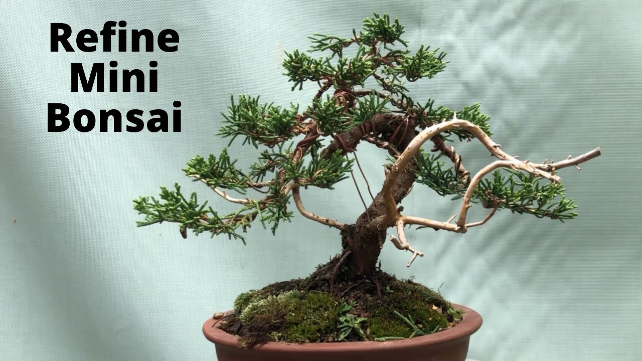 Bonsai refinement of mini shimpaku juniper Trimming wiring and shaping bonsai