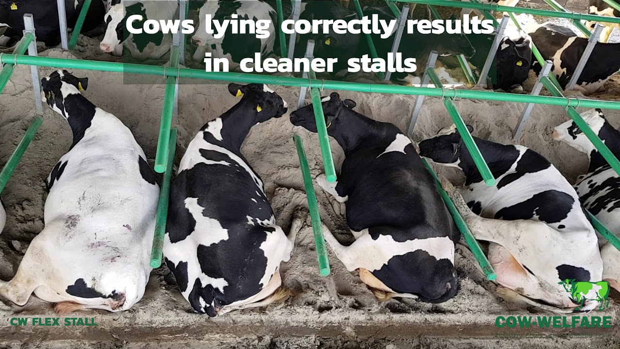 Get to know: Cow-Welfare Flex Stall