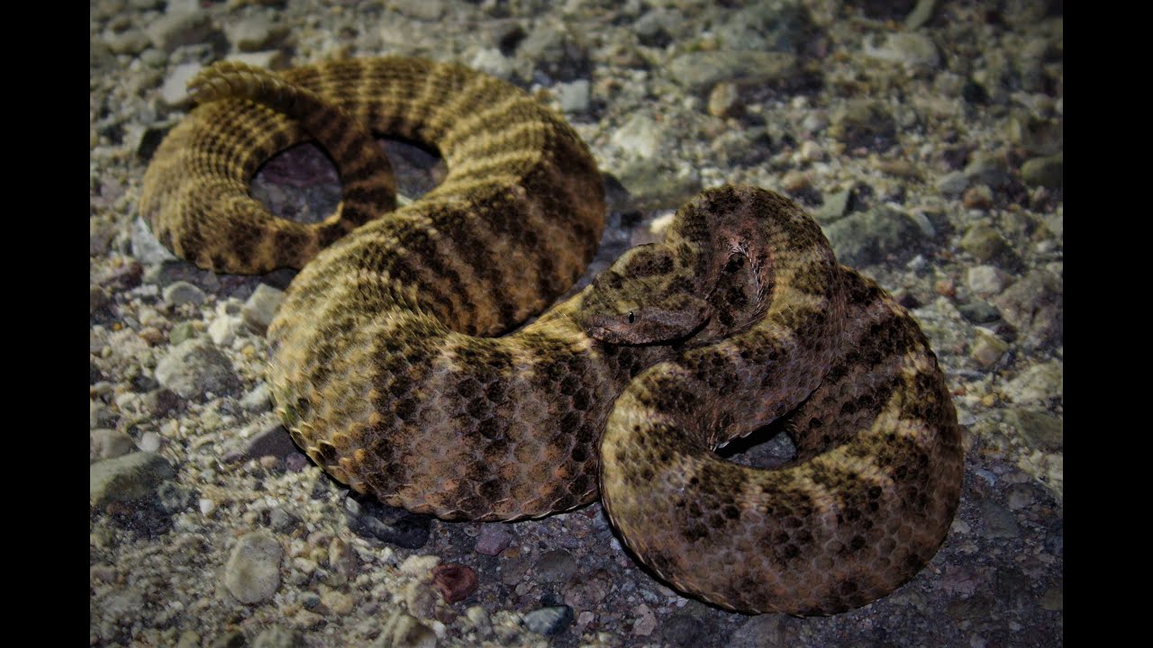 ARIZONA HERPING: Monsoon Madness 2023