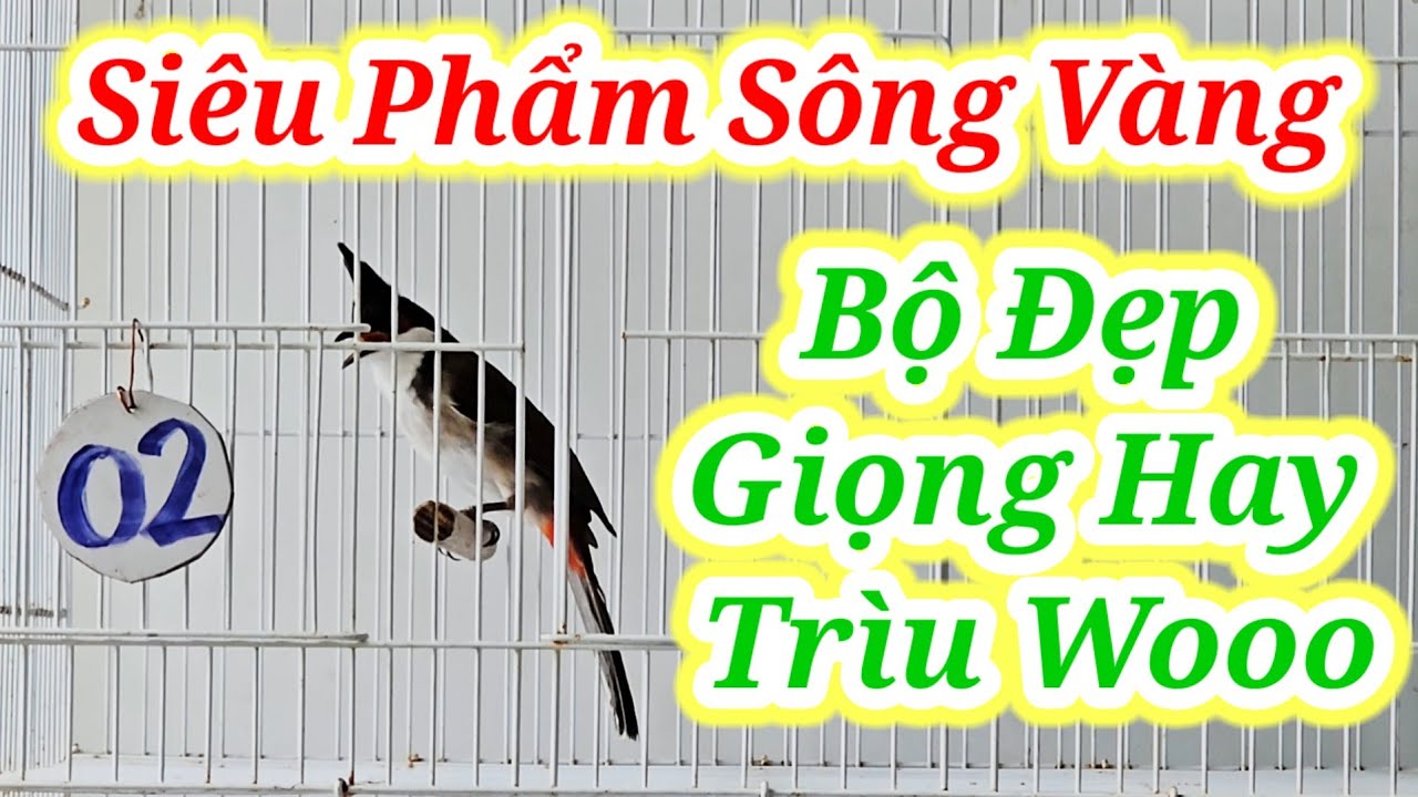 SÔNG VÀNG 12/3 #chaomaotranphuong#chaomaotranphuongquannam