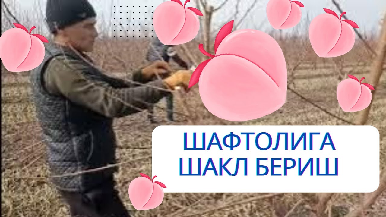 Шафтолига шакл бериш