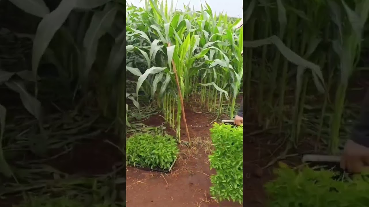 Intercropping Maize with Chilli