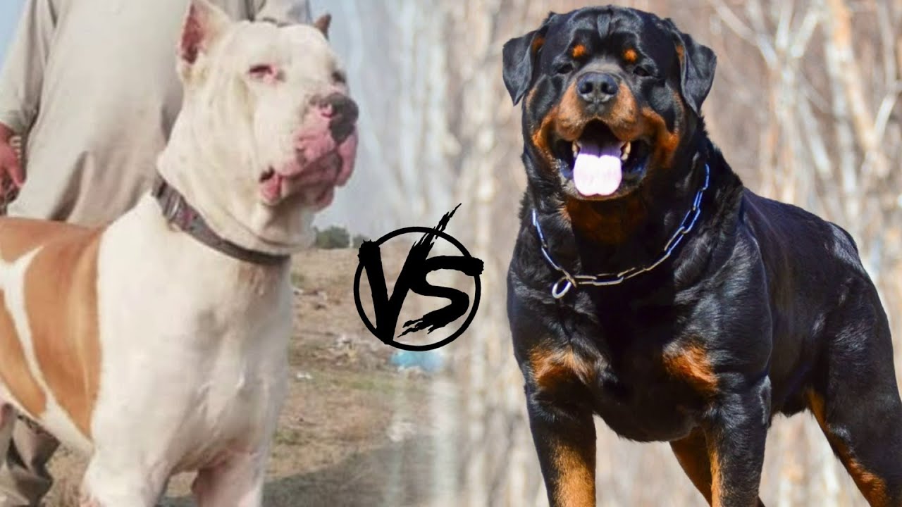 Bully Kutta vs Rottweiler. Who would win?