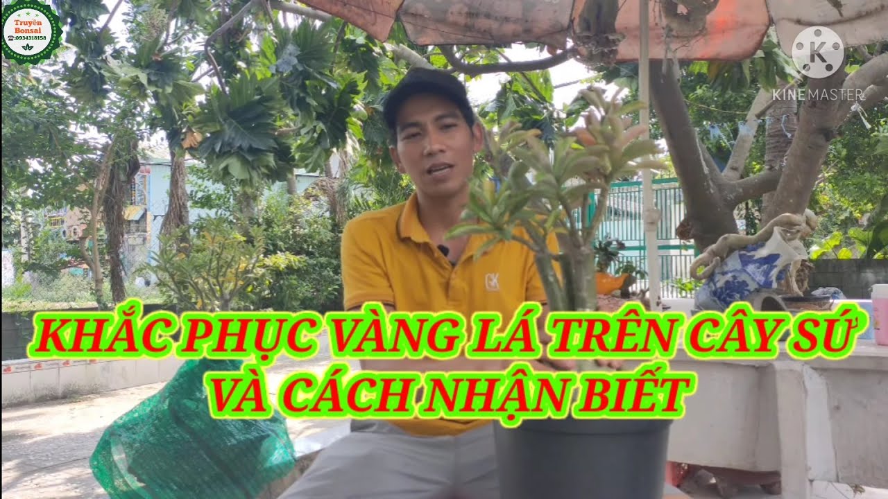 Vì sao cây sứ hay bị vàng lá mùa mưa- Nhận biết và khắc phục/Truyền bonsai