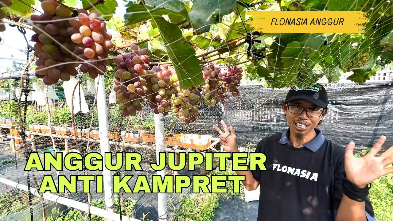 Kampret Nangis! Anggur Jupiter Jadi Susah Dicuri 😭🦇