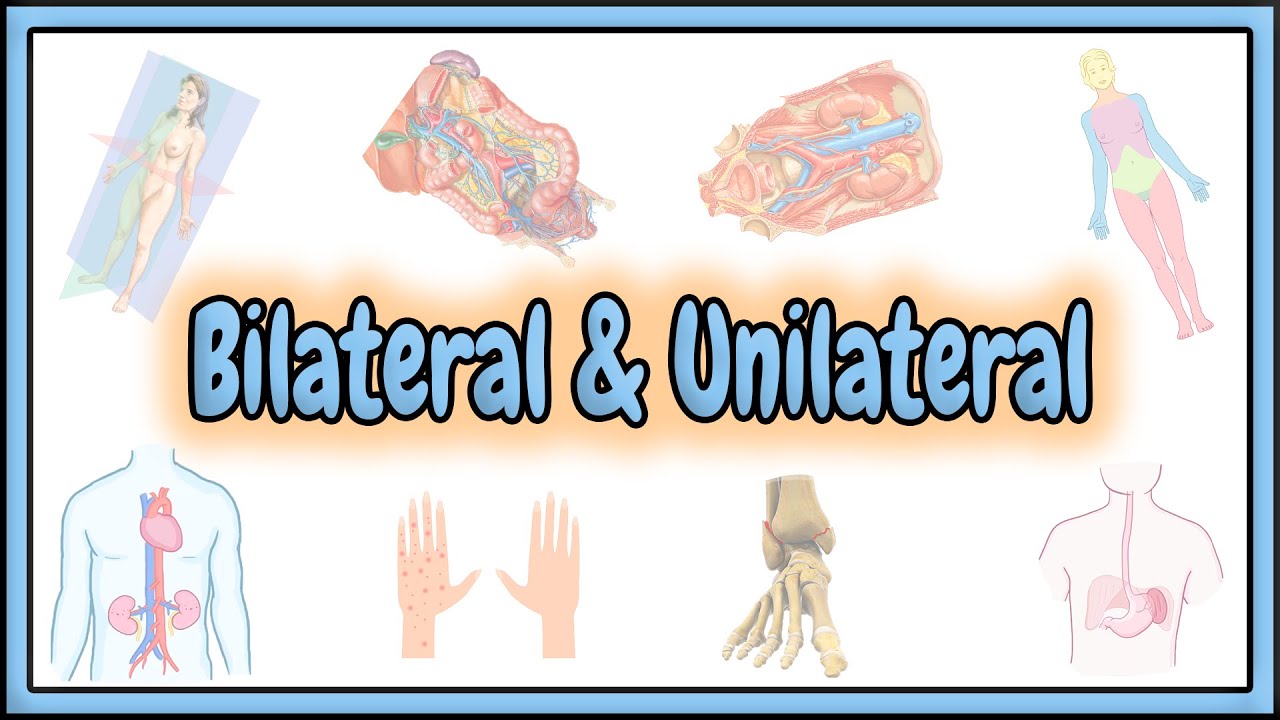 21. Bilateral & Unilateral Terms || 2D Animation