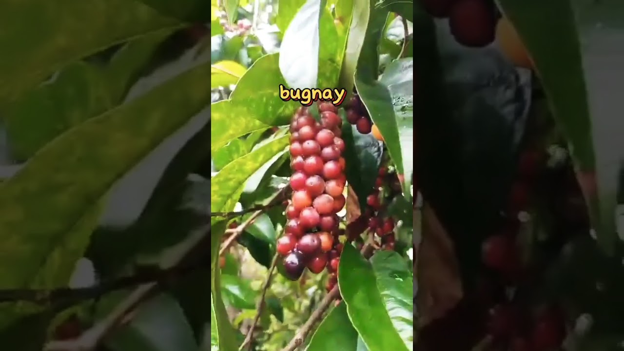 Bugnay fruit#freshfruit#youtubeshorts #satisfyingvideo #subscribemychannel