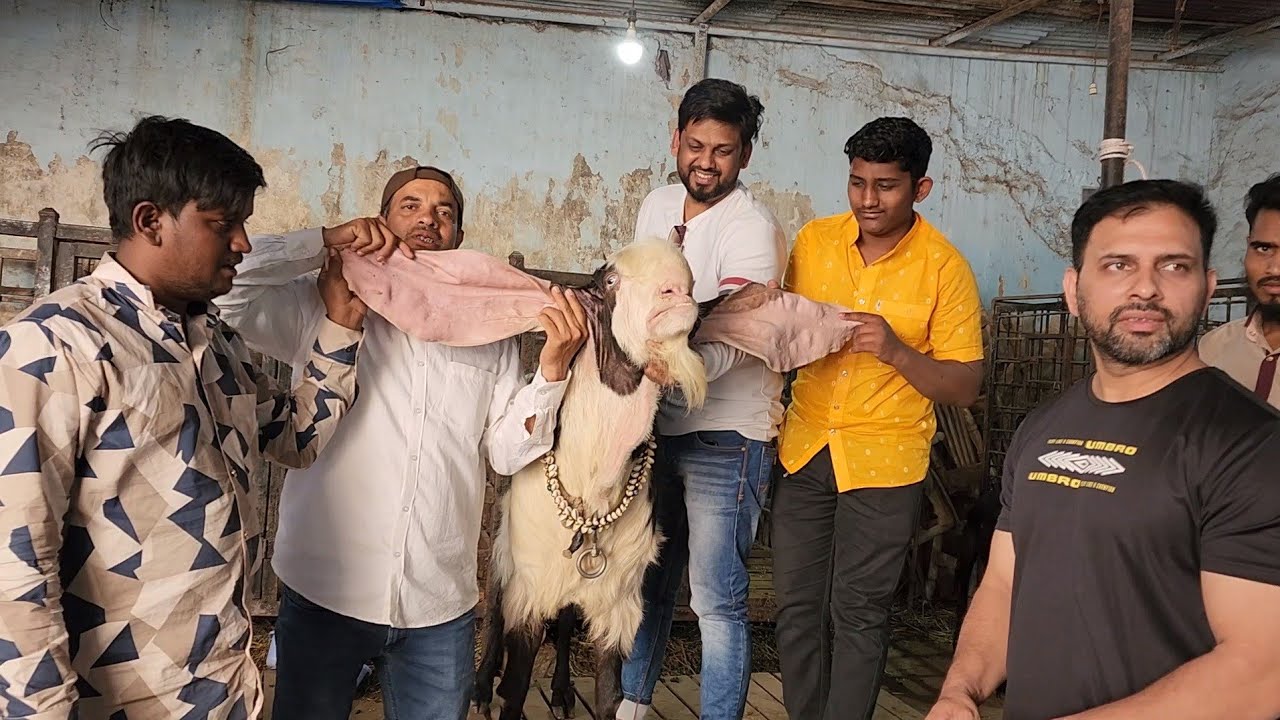 Hassan Goat Farm Hyderabad | Biggest Collection Of Quality Hyderabadi Goats India.