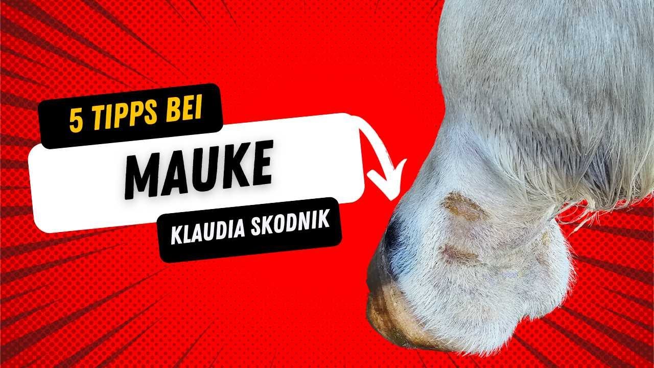 Mauke Pferd