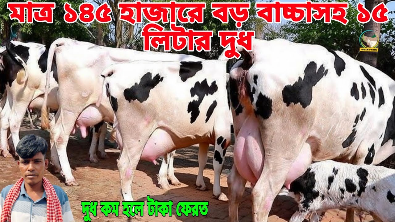 সাপ্তাহিক অফার! মাত্র ১৪৫ হাজারে ১৫ লিটার দুধসহ বড় ষাঁড় বাচ্চা ও ২২০ হাজারে বকনা বাচ্চাসহ ২০ লিটার।