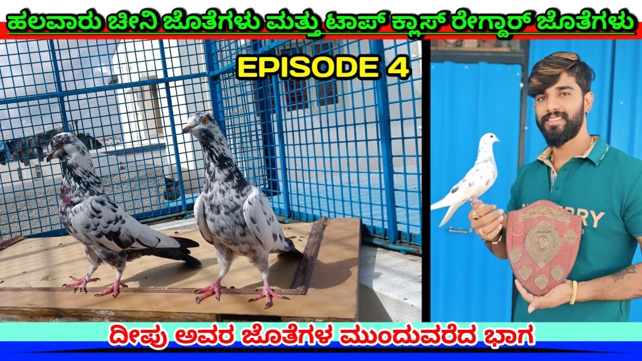 🏆🕊️ಹಲವಾರು ಚೀನಿ ಜೊತೆಗಳು ಮತ್ತು ಟಾಪ್ ಕ್ಲಾಸ್ ರೇಗ್ದಾರ್ ಜೊತೆಗಳು🕊️🏆/@hassanpigeon3878 👑