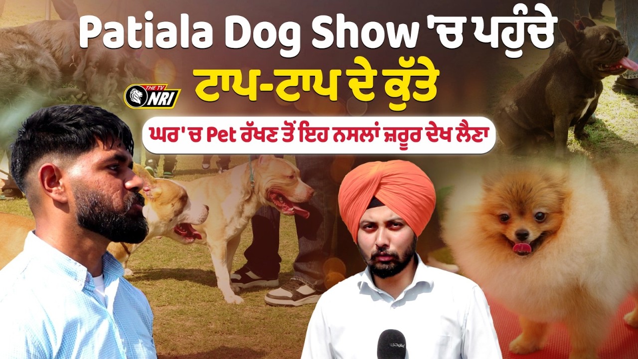 Patiala Dog Show 'ਚ ਪਹੁੰਚੇ ਟਾਪ-ਟਾਪ ਦੇ ਕੁੱਤੇ  ਘਰ 'ਚ Pet ਰੱਖਣ ਤੋਂ ਇਹ ਨਸਲਾਂ ਜ਼ਰੂਰ ਦੇਖ ਲੈਣਾ