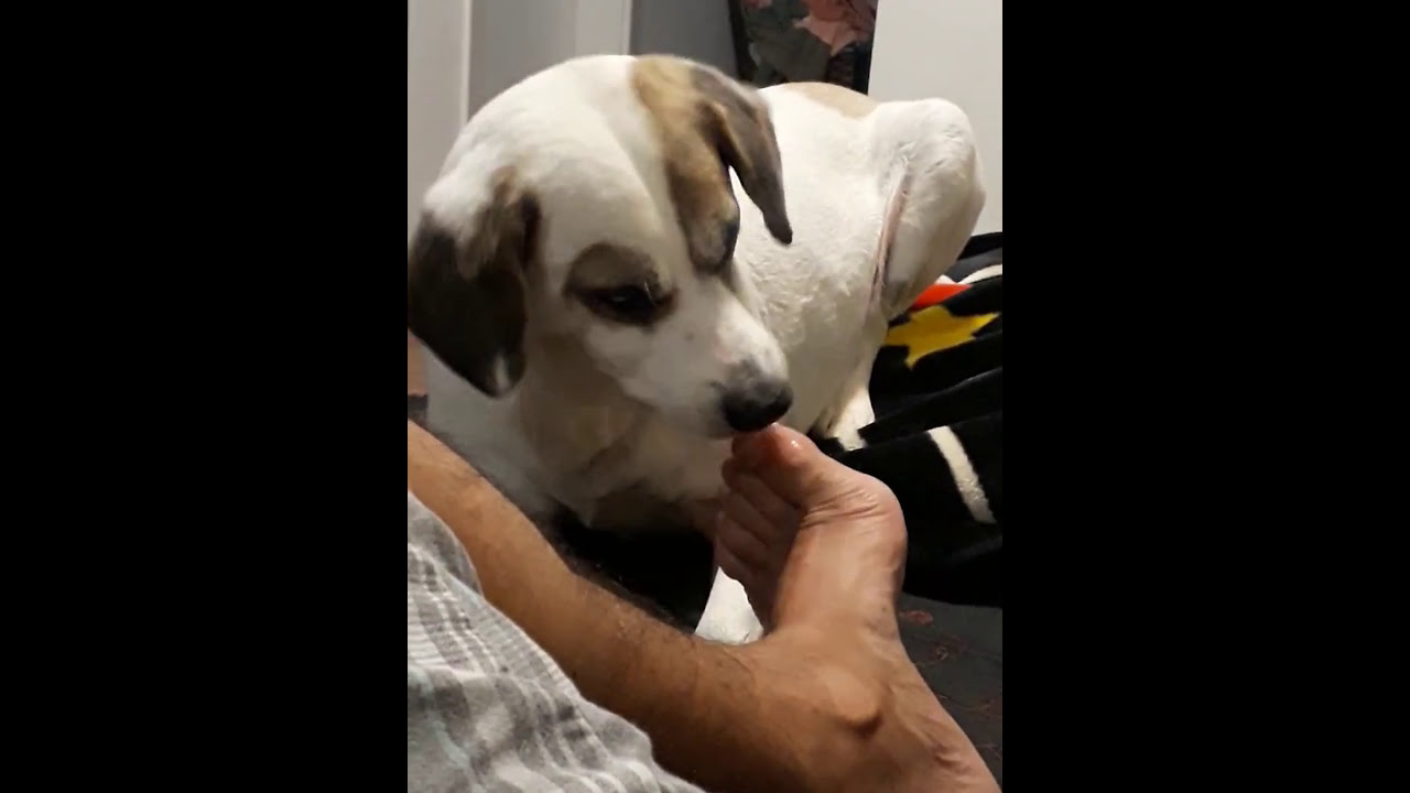 Cachorro pedicure - parte 2