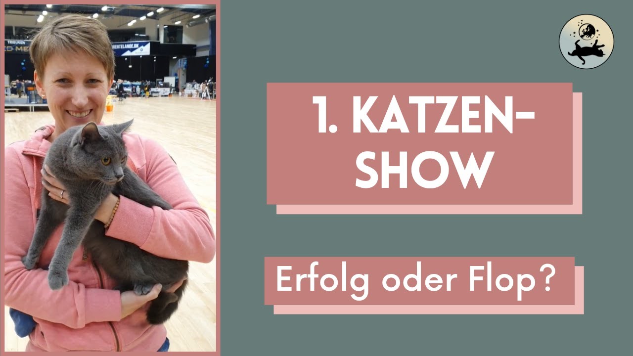 1.Katzenausstellung in Kolding - Chartreux vun Mang de Meren
