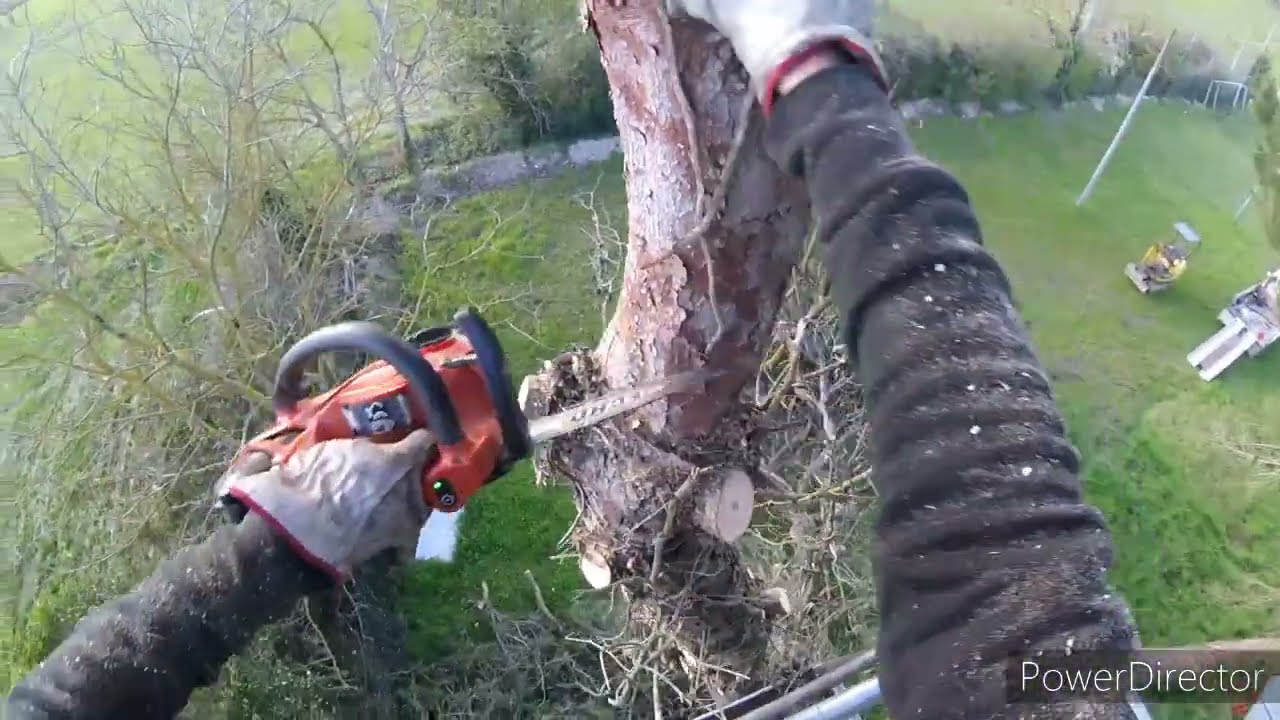 ABBATTIMENTO PINI PERICOLANTI,con ragno cingolato