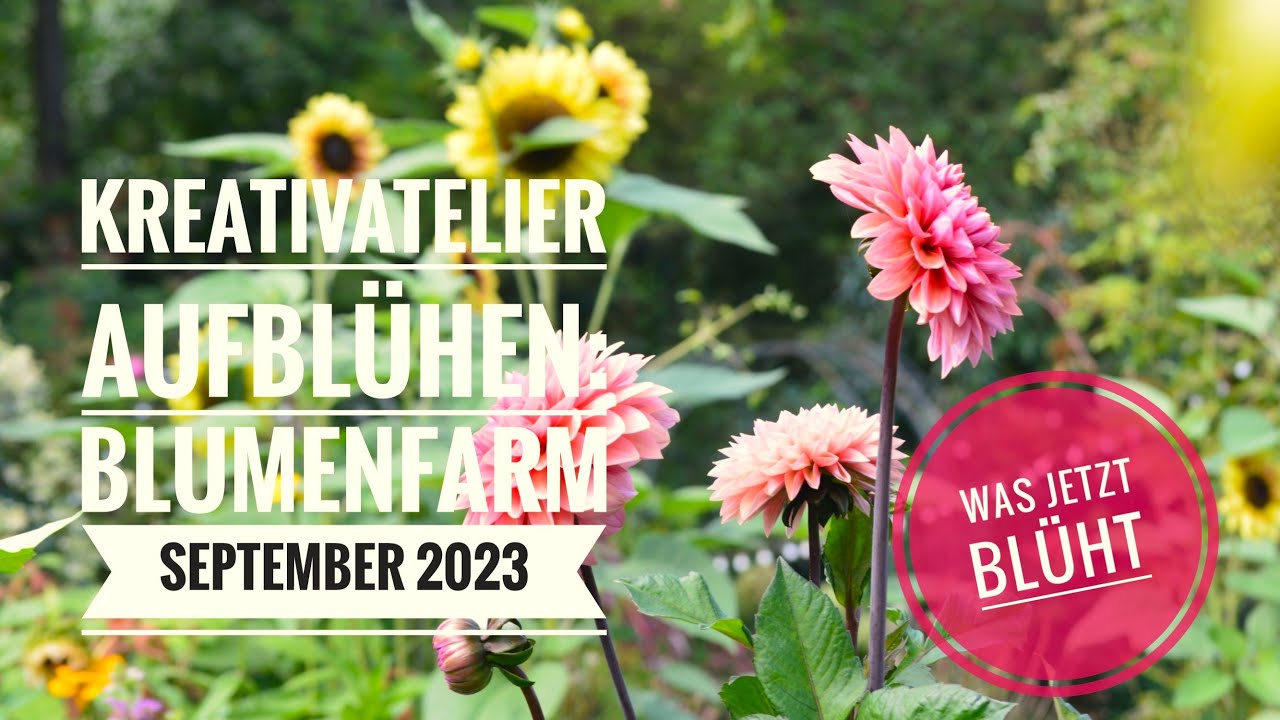 ES GEHT WEITER: Kreativatelier Aufblühen BLUMENFARM - Impressionen & Rundgang September 2023