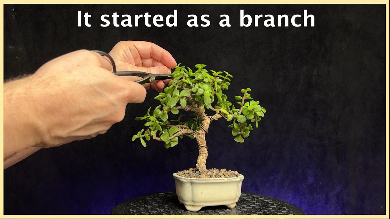 Pruning a bonsai tree that started as a branch #bonsaistyling #portulacariaafra #dwarfjade