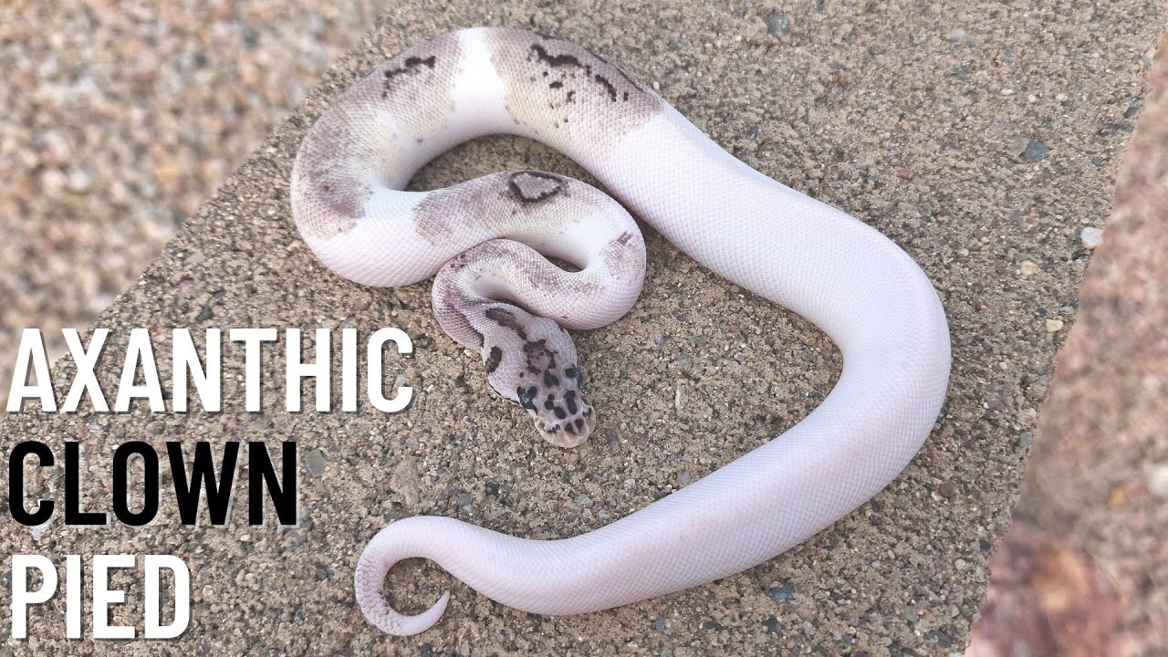 Axanthic Clown PIED ball python | ULTRA rare (2023)