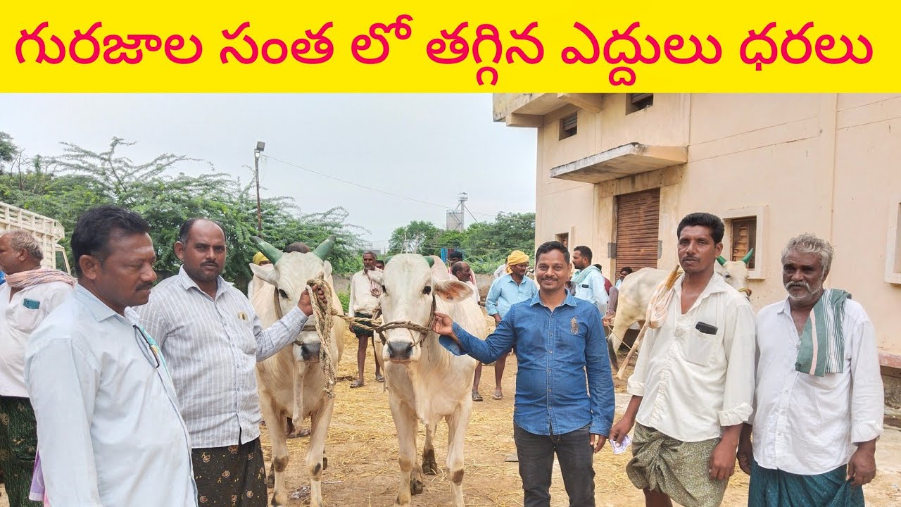 10/2/2025 #ఎద్దులు రేట్లు #cattle-market #gurazalasantha #గురజాలసంత #bullsmarket #indianbulls 
