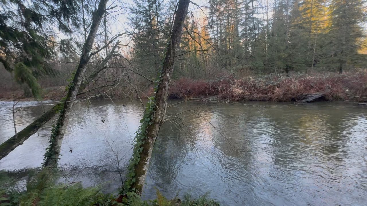 Alouette River view  - Maple Ridge, British Columbia, Canada 🇨🇦 #britishcolumbia #zen #canada #river