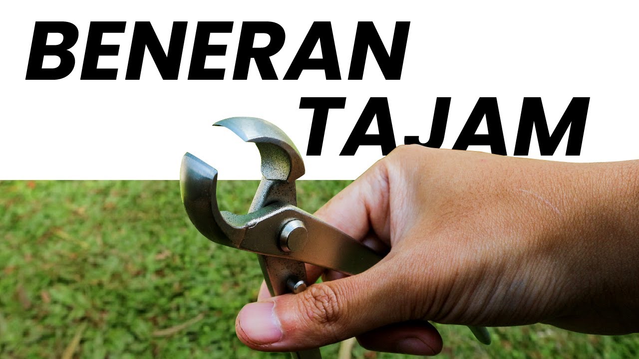 Review Catok Bonsai Paling Banyak Dipakai Orang