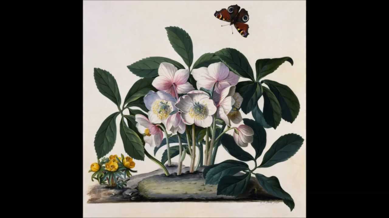 George Dionysius Ehret