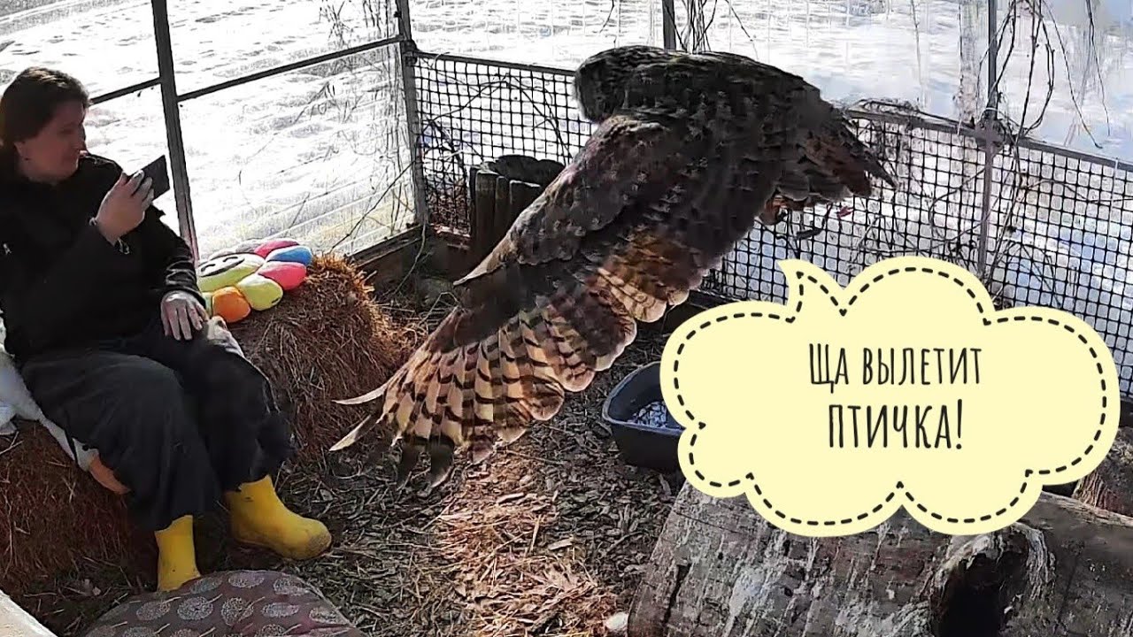 Защищают ли филины свои гнёзда и птенцов? Сова Ёль точно защищает!