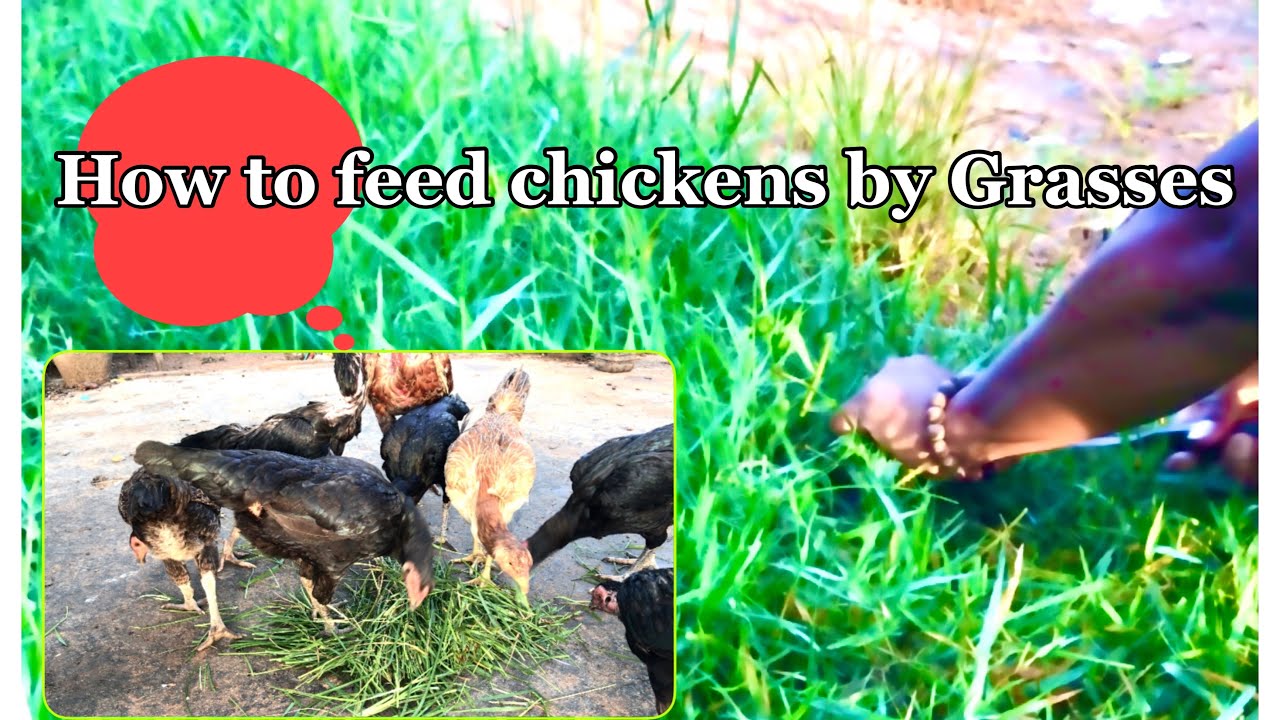 How to feed chickens from grasses | Chickens love to eat green plant so much #feedingchickens