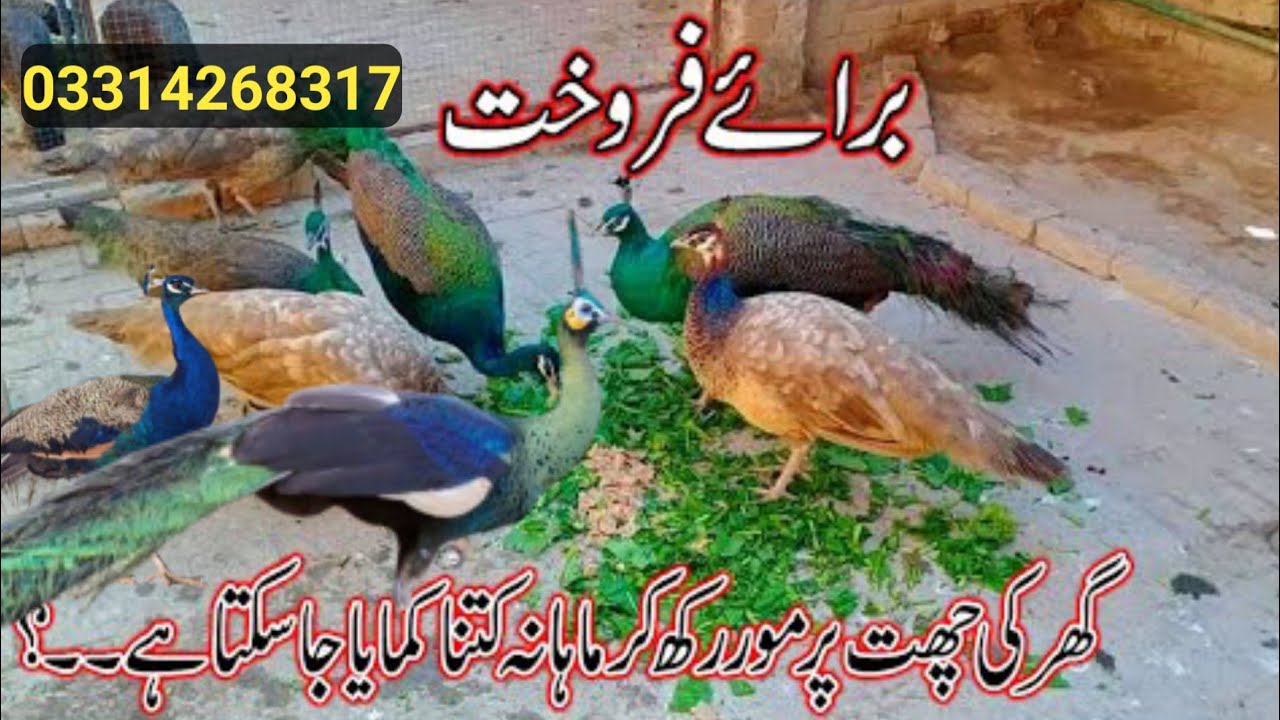 peacock&chicks for sale |  green java peacock for sale  | black blue shoulder peacock for sale