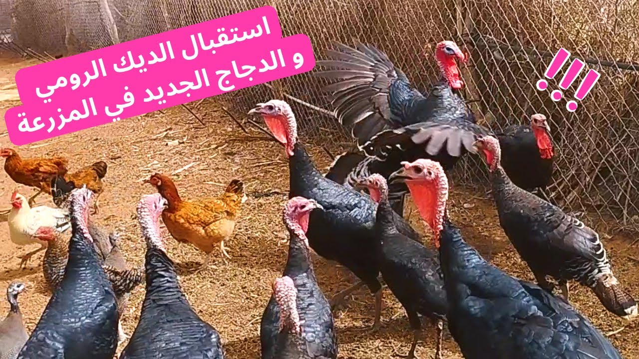 مريم تشتكي غلاء الاسعار وزادها الزوج ديالها شرا الدجاج وبيبي جديد شوفو كيفاش استقبلو البيبي ديالها