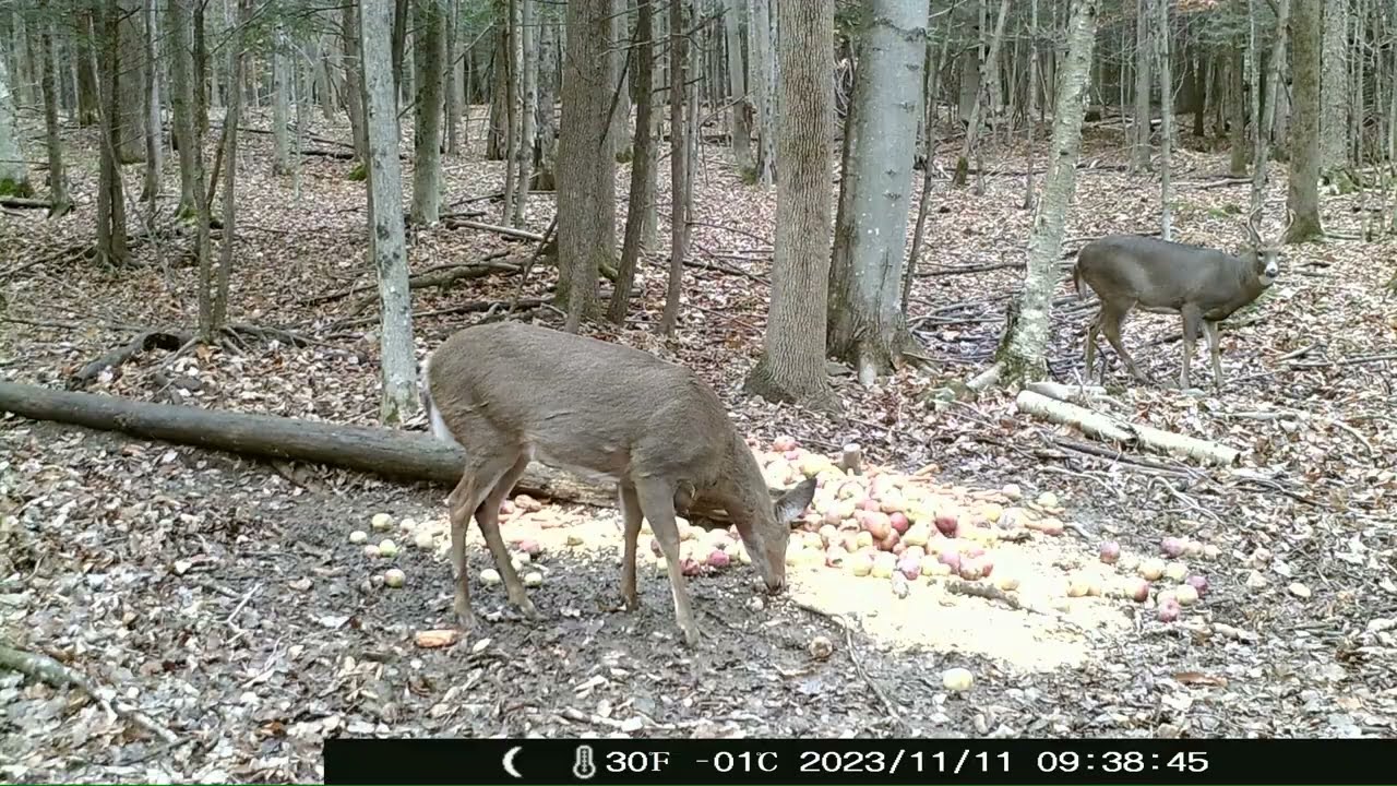 11 11 2023 opening morning of Quebec deer hunting season zone 5 West