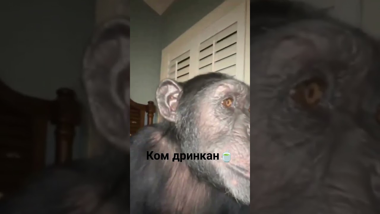 ком танцем #бибизяна #мемы #монке #обезьяна #рек #рап #рапик #манке #панан #банан